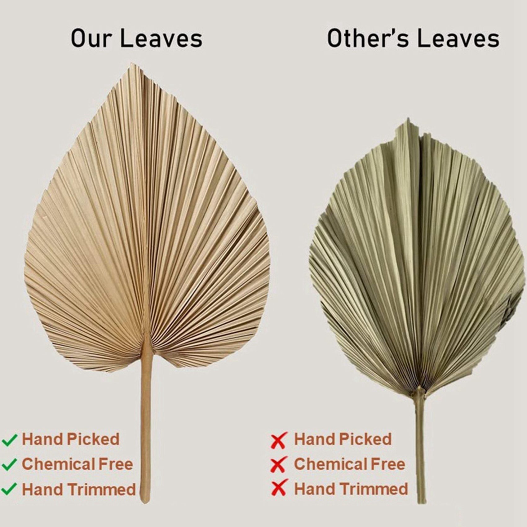 Palm Leaf Dried - ใบปาล์มแห้งธรรมชาติ 8 ชิ้น เหมาะสำหรับตกแต่งด้วยใบปาล์ม ตกแต่งสไตล์โบโฮ ตกแต่งบ้าน