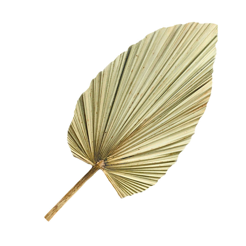 ใบปาล์มแห้งธรรมชาติ 1 ชิ้น สีเ - Palm Leaf Dried บทวิจารณ์และราคา