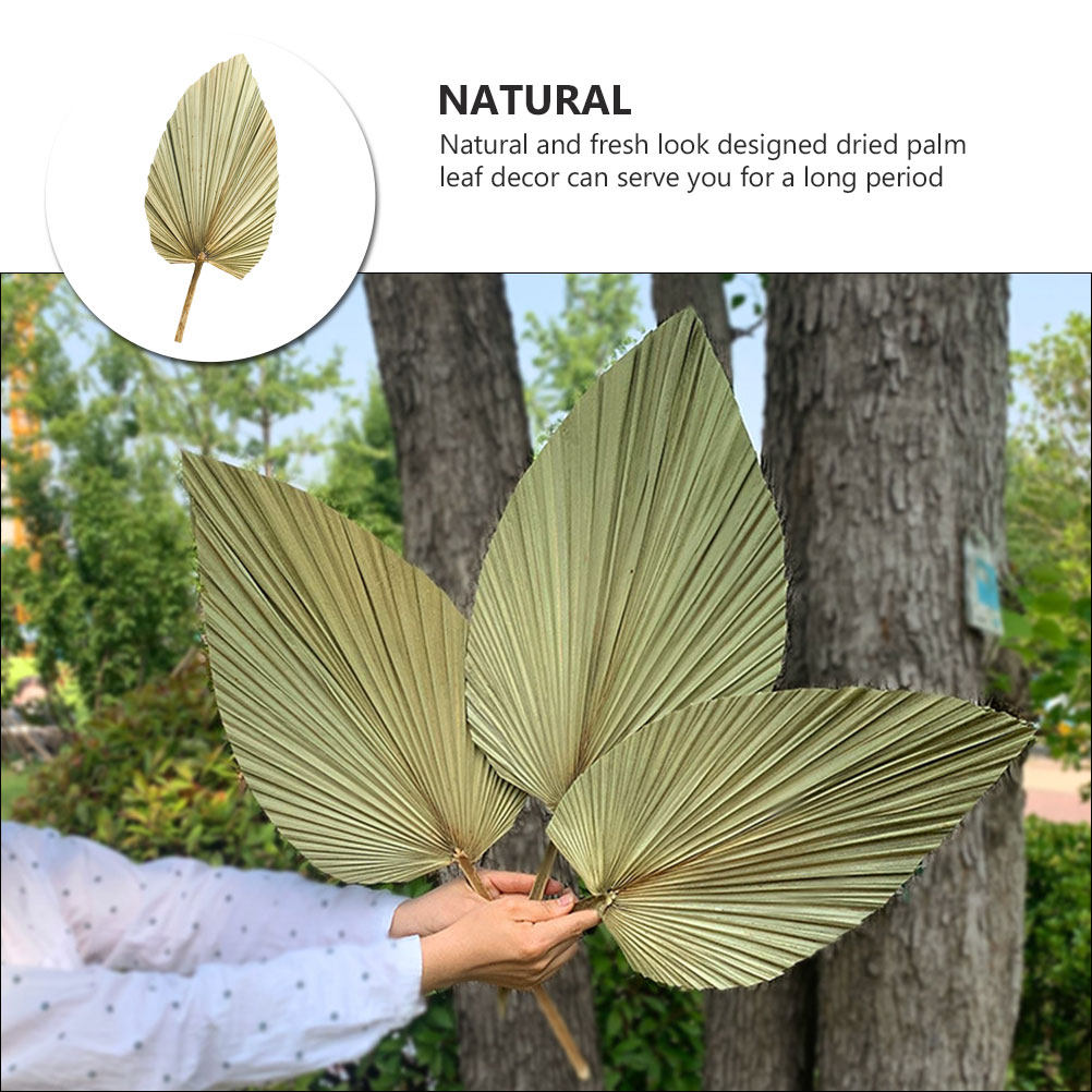 ใบปาล์มแห้งธรรมชาติ 1 ชิ้น สีเ - Palm Leaf Dried บทวิจารณ์และราคา