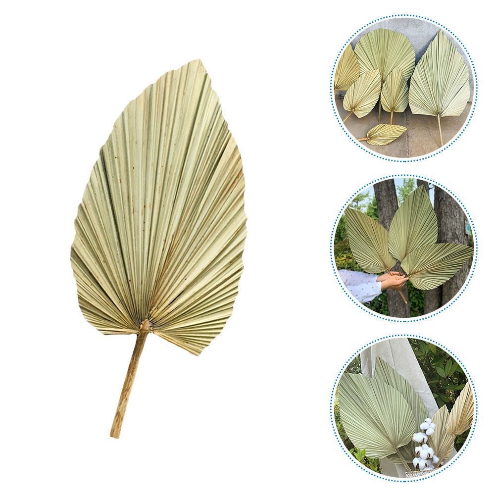 ใบปาล์มแห้งธรรมชาติ 1 ชิ้น สีเ - Palm Leaf Dried บทวิจารณ์และราคา