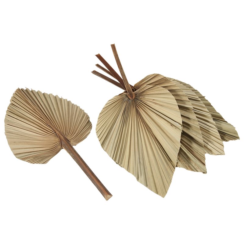 SEWS-5 ชิ้น ใบปาล์มแห้งธรรมชาต - Palm Leaf Dried บทวิจารณ์และราคา