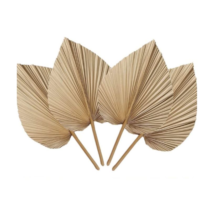 A27F-6 ชิ้น ใบปาล์มแห้งธรรมชาต - Palm Leaf Dried บทวิจารณ์และราคา