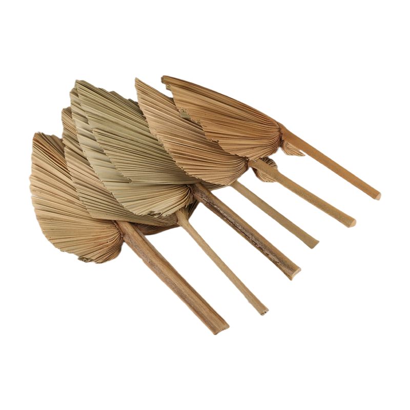 ใบปาล์มแห้ง ABKO-6PCS ใบปาล์มแ - Palm Leaf Dried บทวิจารณ์และราคา