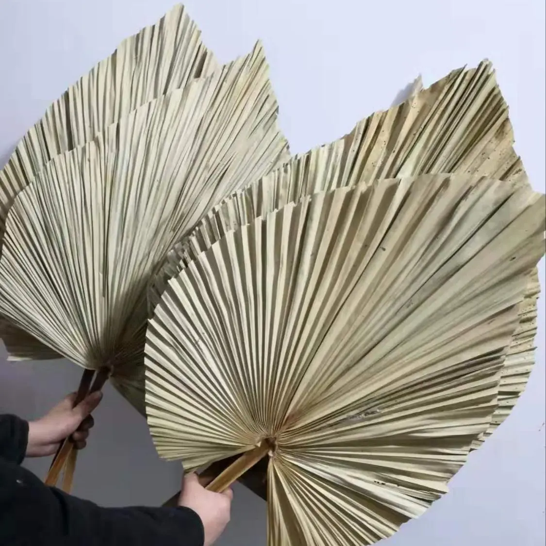ใบปาล์มแห้งธรรมชาติ, ช่อดอกไม้ - Palm Leaf Dried บทวิจารณ์และราคา